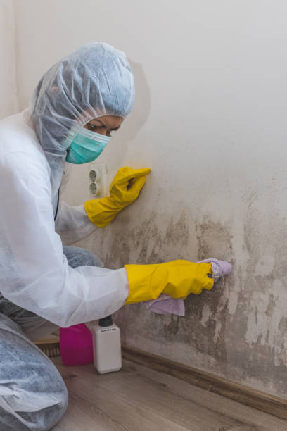 Best Commercial Mold Inspection  in Beaverton, MI